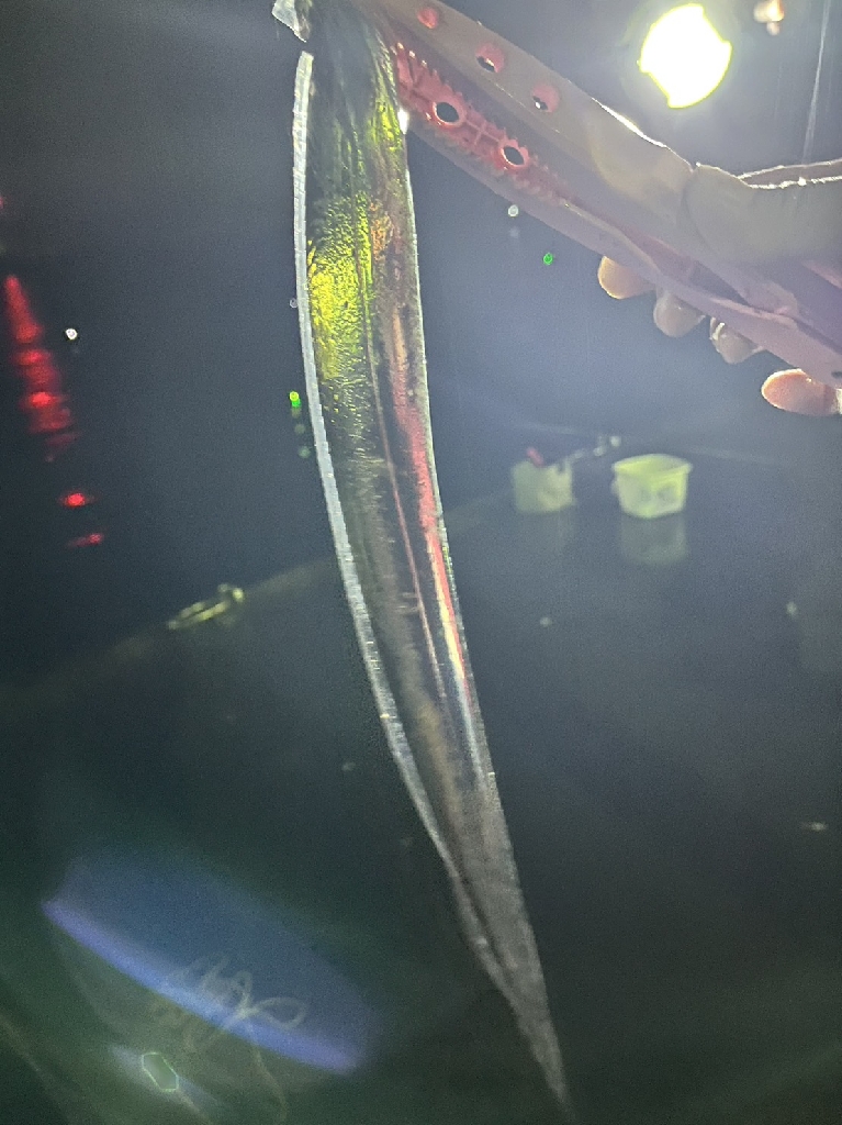 タチウオゲット