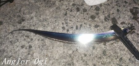 引き釣りでタチウオ2桁！