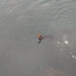 曇時々雷雨エギングIN対馬