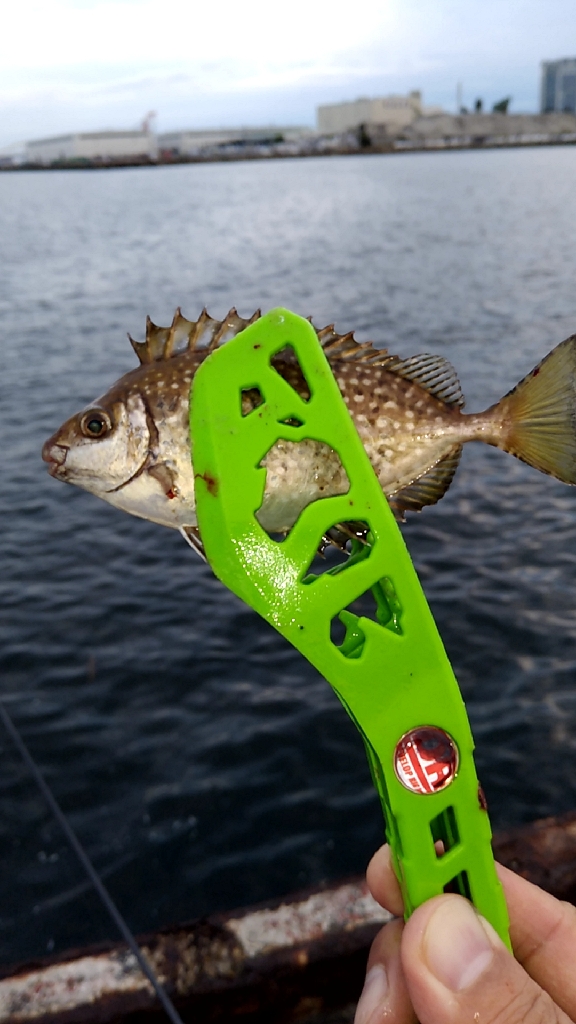 食いがシブい　サヨリちゃん