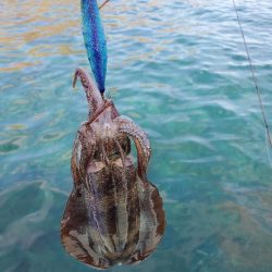 ボートエギング