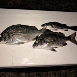 台風あとの濁りを攻める