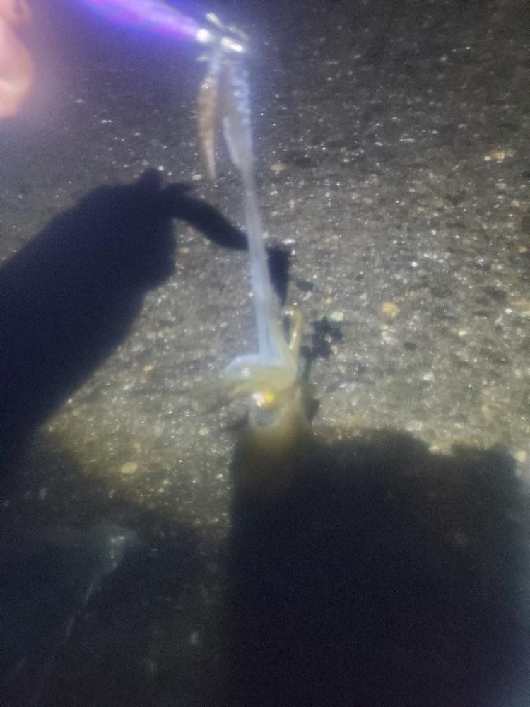 イカのサイズ確認