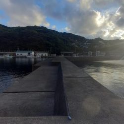 ちびっ子シマアジ