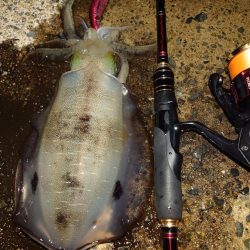 ナイトエギングIN対馬