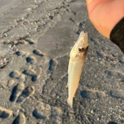 錦江町で投げ釣り