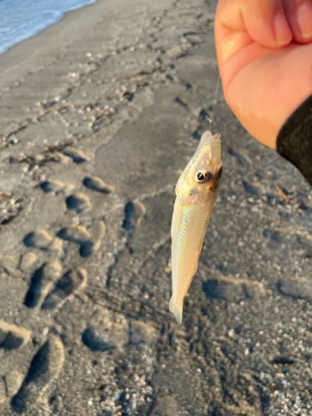 錦江町で投げ釣り