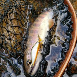 かわいい夏ヤマメが遊んでくれた