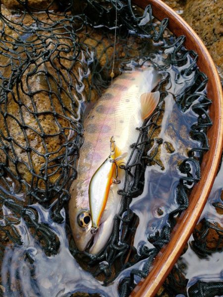 かわいい夏ヤマメが遊んでくれた