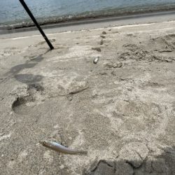 虹ノ松原はキスの群れが凄かった