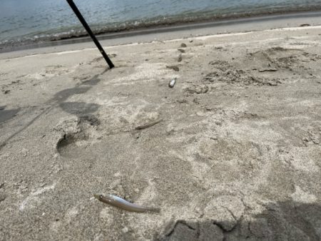 虹ノ松原はキスの群れが凄かった