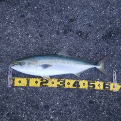 青物釣り