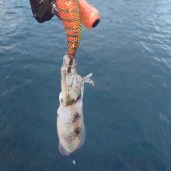 久凪エギングIN対馬