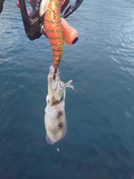 久凪エギングIN対馬