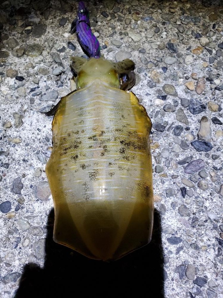 アオリイカとタチウオです!