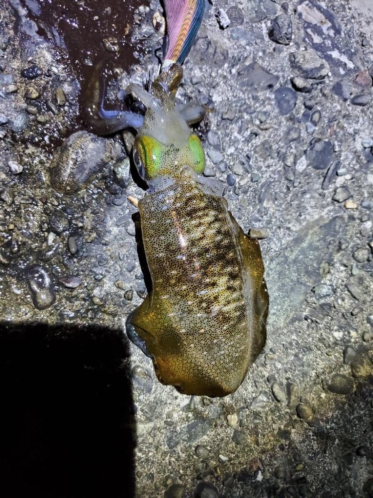 タチウオ、アオリイカ、アジ