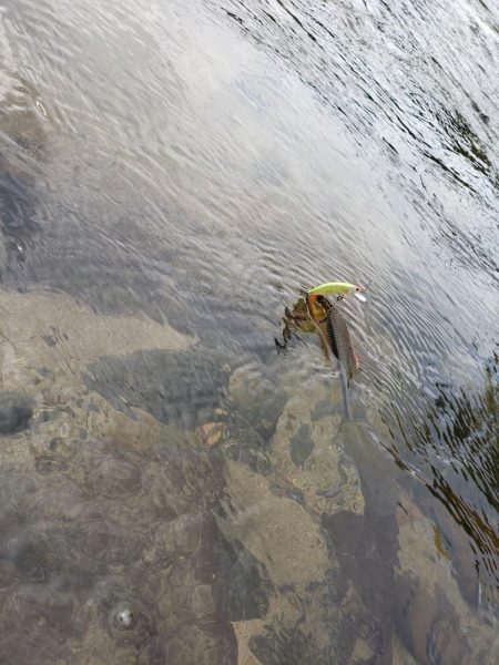 秋ヤマメ出たので満足でシーズン閉幕