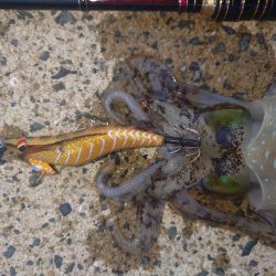 ナイトエギングIN対馬