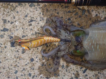 ナイトエギングIN対馬