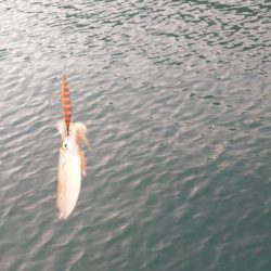 ナイトエギング②IN対馬