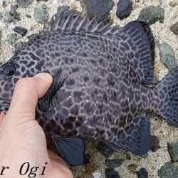 2023年、姫路のカワハギ状況は？