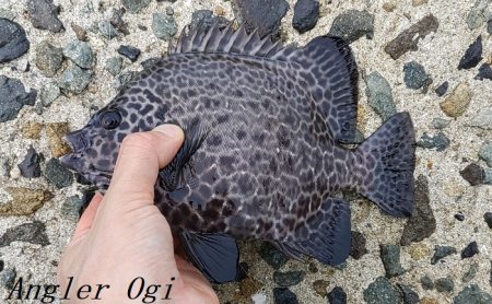 2023年、姫路のカワハギ状況は？