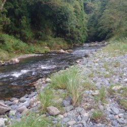 鮎ルアーでのおとり確保に大苦戦するも、友釣りで挽回 (石田川)