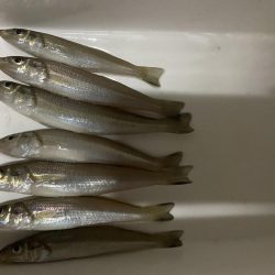 ちょい投げシロギスタのプチ穴残業