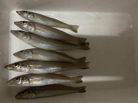 ちょい投げシロギスタのプチ穴残業