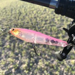 久々の年無しゲット