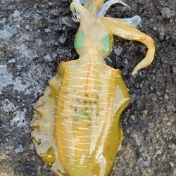 2023 佐渡ヶ島エギング 16回目【9月23日】