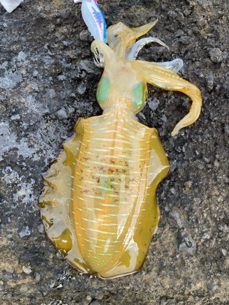 2023 佐渡ヶ島エギング 16回目【9月23日】