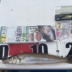 ちょい投げシロギスタ、終了間際の猛チャージ