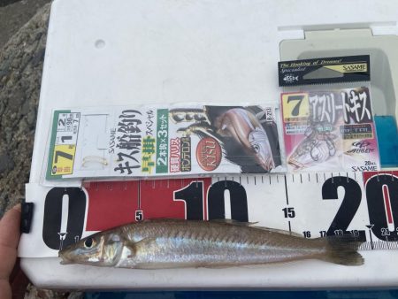 ちょい投げシロギスタ、終了間際の猛チャージ