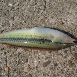 久しぶりの林崎漁港