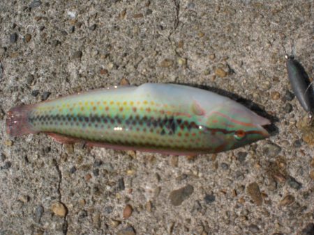 久しぶりの林崎漁港