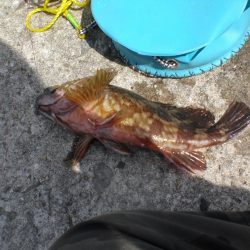 久しぶりの白灯