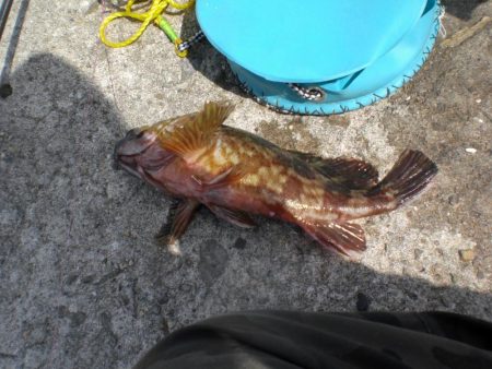 久しぶりの白灯