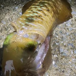 2023 佐渡ヶ島エギング 19回目【9月28日】