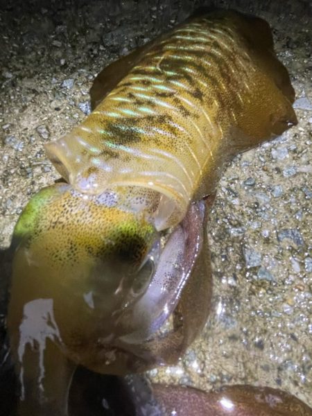 2023 佐渡ヶ島エギング 19回目【9月28日】