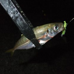 豆アジ爆釣