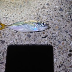 西二見漁港 苦行豆アジ