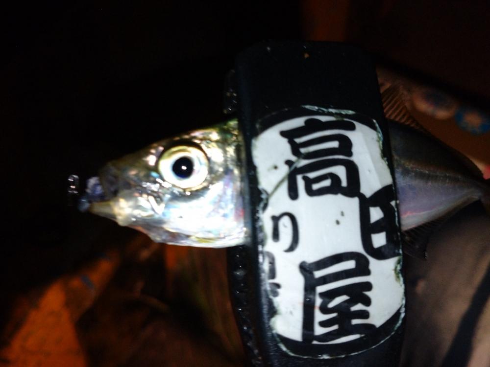 今夜も豆アジ修行