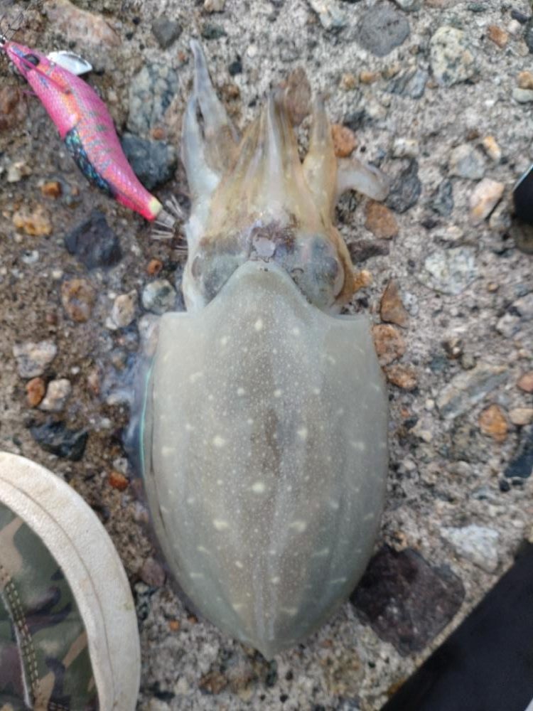 アオリイカ3杯！コウイカ1杯！カマス多数