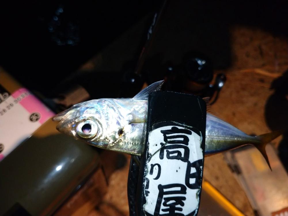 今夜もアジング