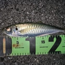 メタルジグでサバとアジ釣れました。