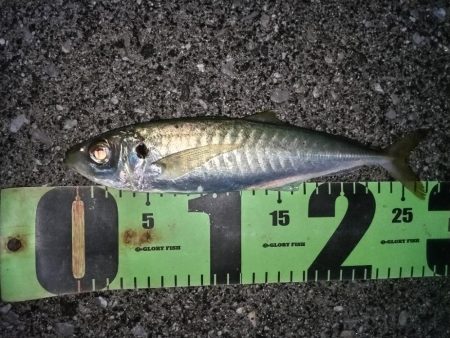 メタルジグでサバとアジ釣れました。