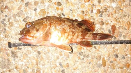 思い出のロッドがあるじゃないか！