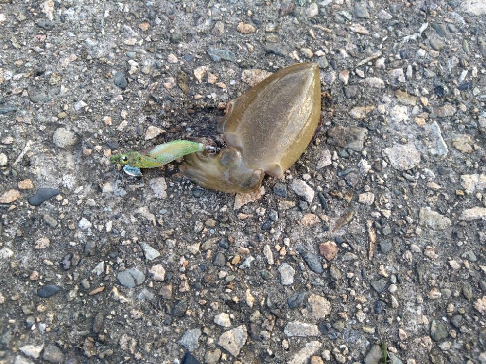 沖漬けが食べたくなって