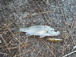 メッキが爆釣！